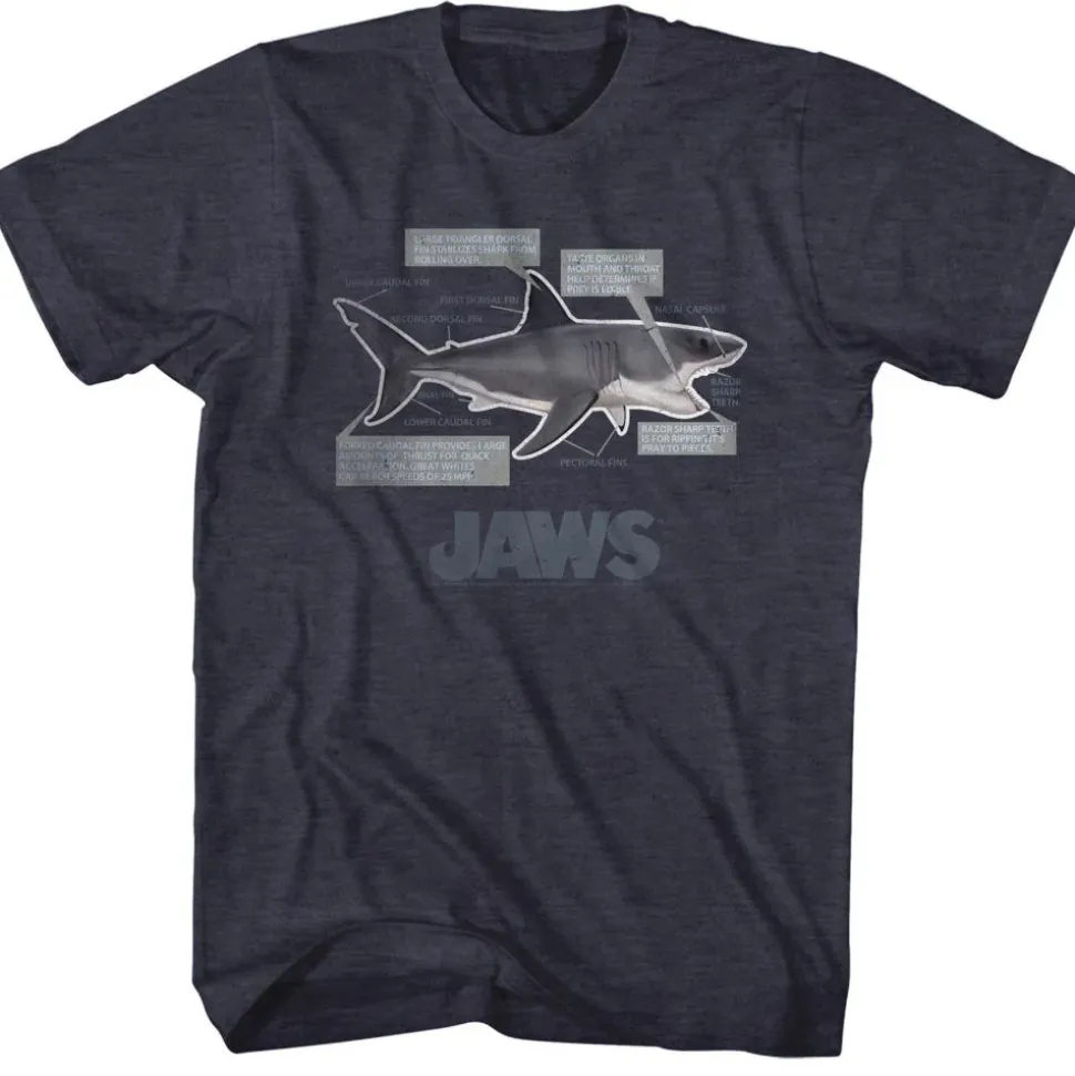 Jaws - Jaws Anatomy
